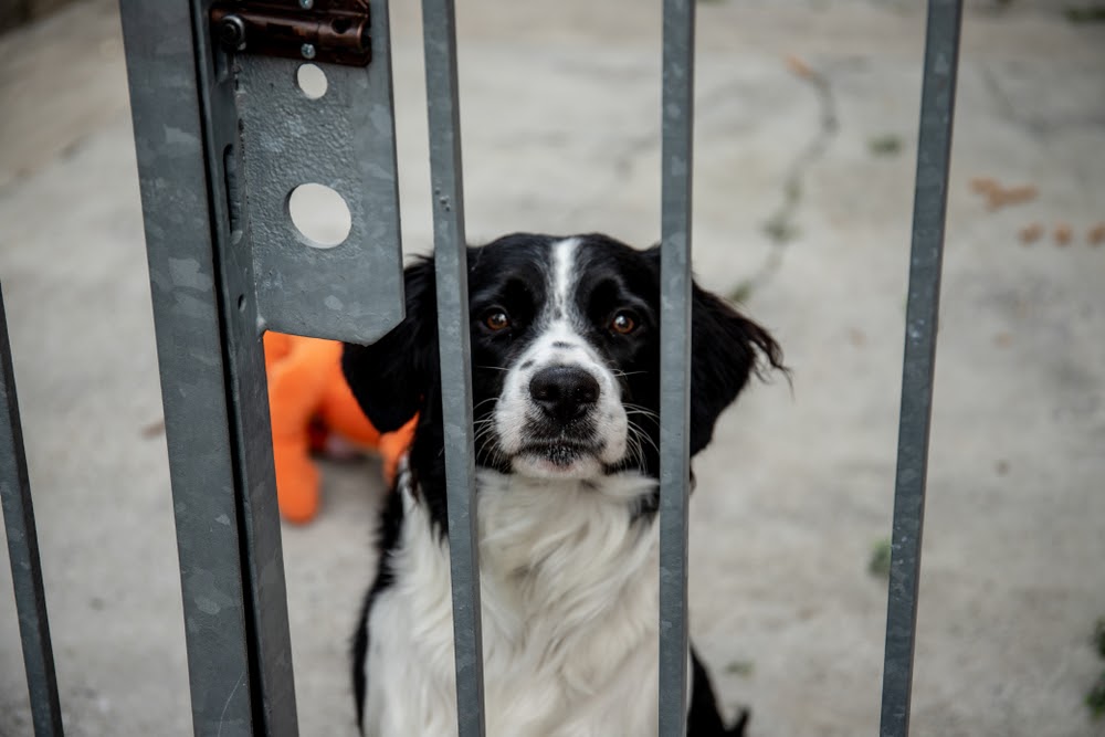 Seu pet está sofrendo maus-tratos? Saiba como descobrir!